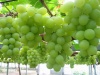 Grape Seed 41414
