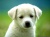 Cute-puppy-dog-wallpapers