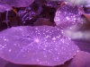 Nature-purple-color